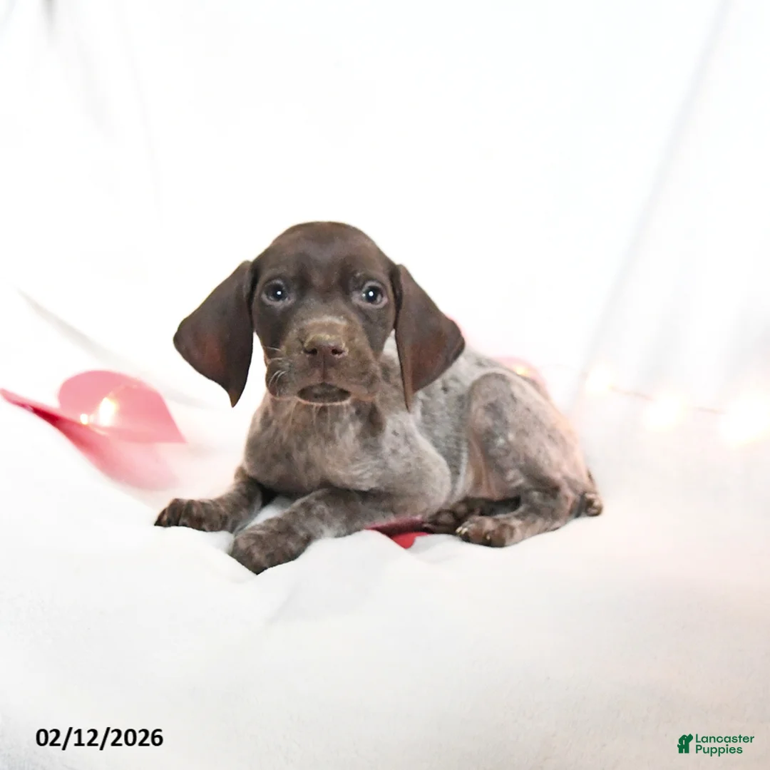 German Shorthaired Pointer dogs for sale: Raspberry - Ad 5