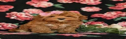 Cavapoo dogs for sale: Cheri Hypoallergenic - Ad 2