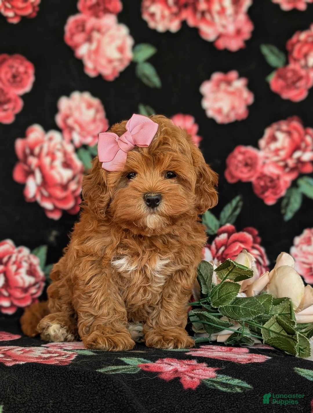 Cavapoo dogs for sale: Cheri Hypoallergenic - Ad 2