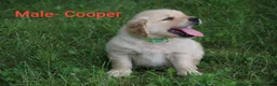 Golden Retriever dogs for sale: Golden Retriever 2 - Ad 1