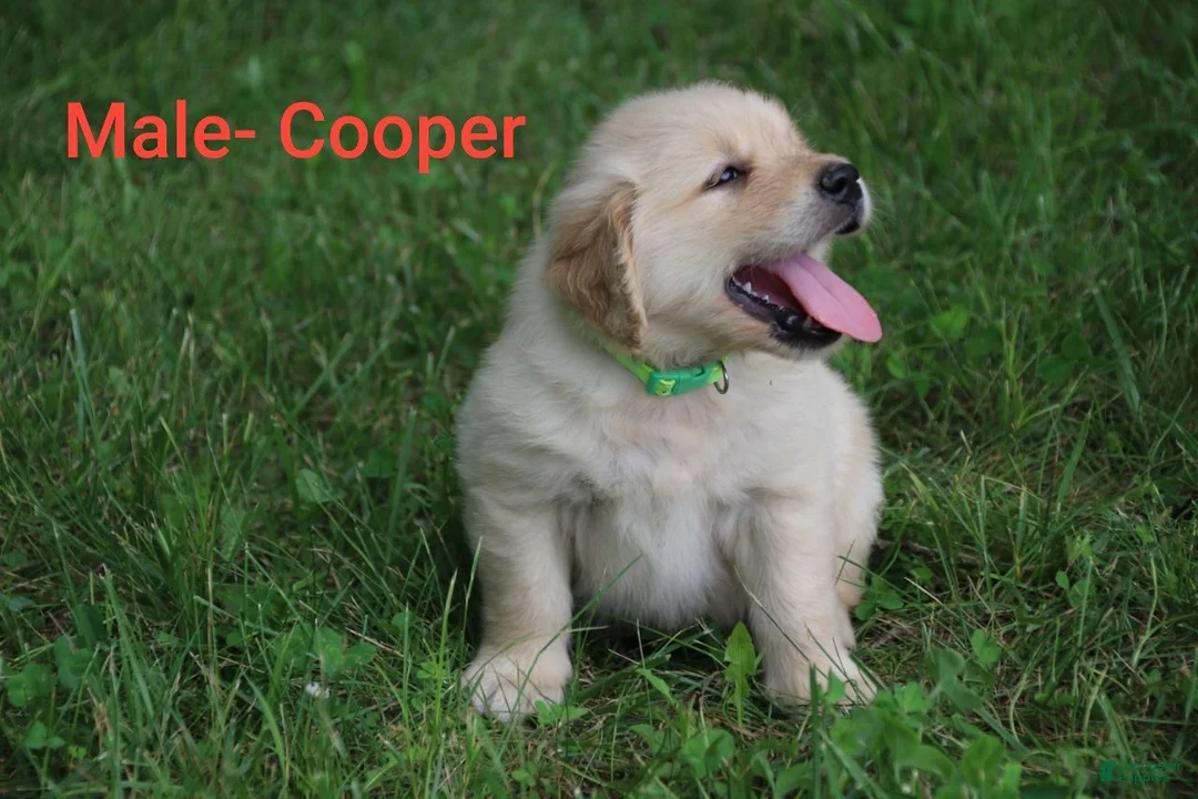 Golden Retriever dogs for sale: Golden Retriever 2 - Ad 1