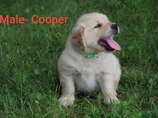 Golden Retriever dogs Golden Retriever 2 - Ad 37