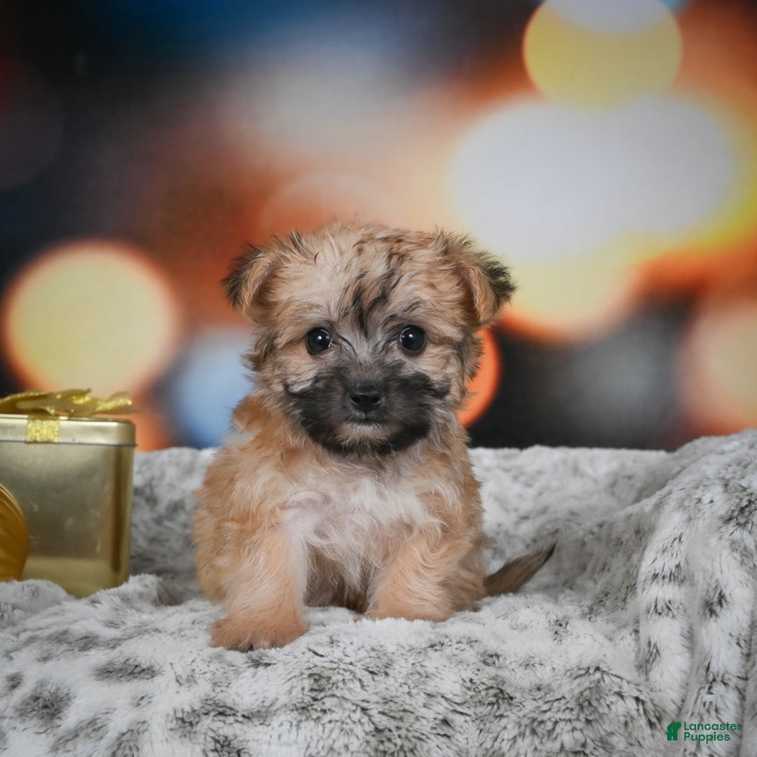 Morkie dogs for sale: Millie - Ad 6