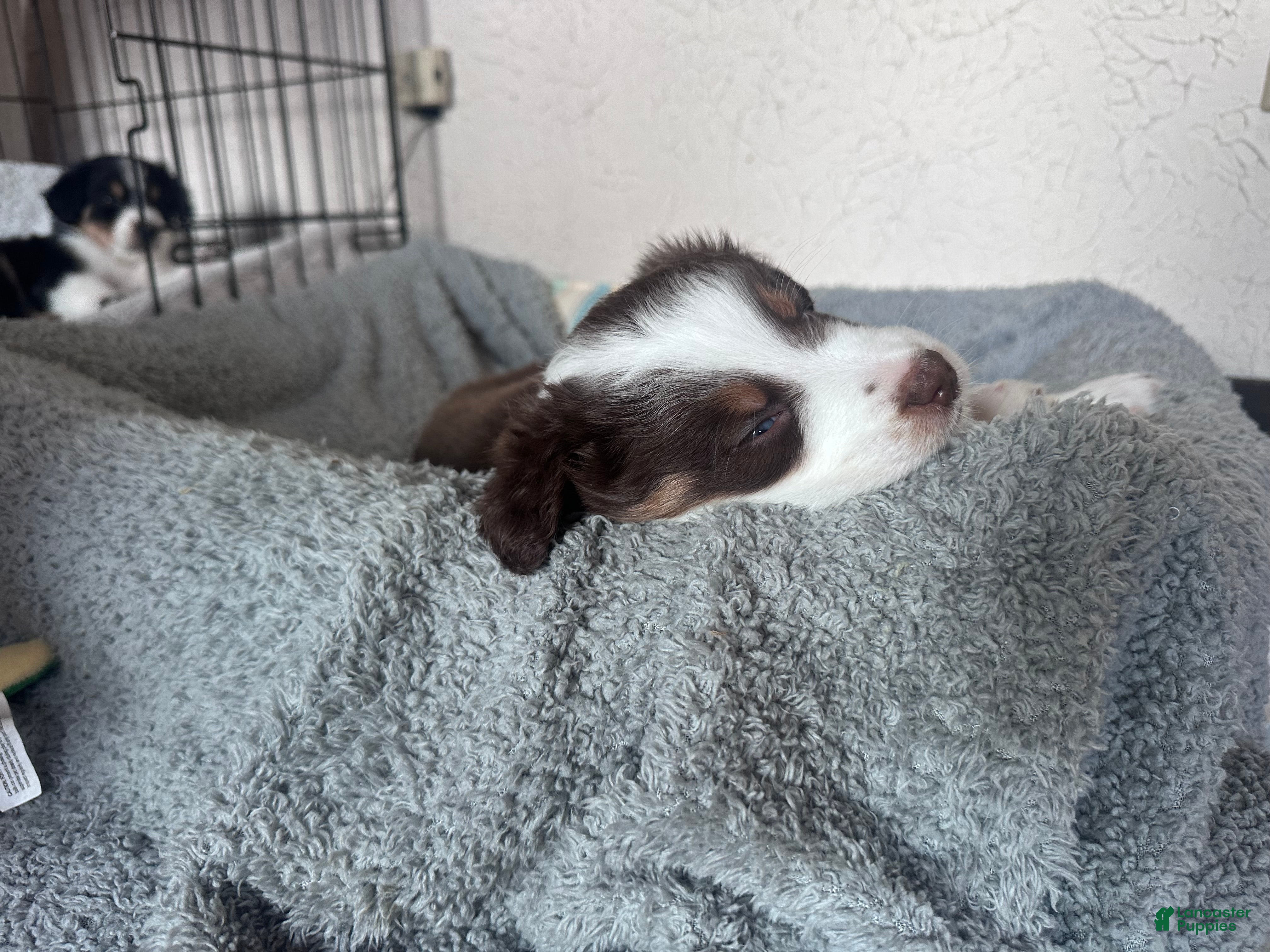 Australian Shepherd dogs Honey - Ad 4