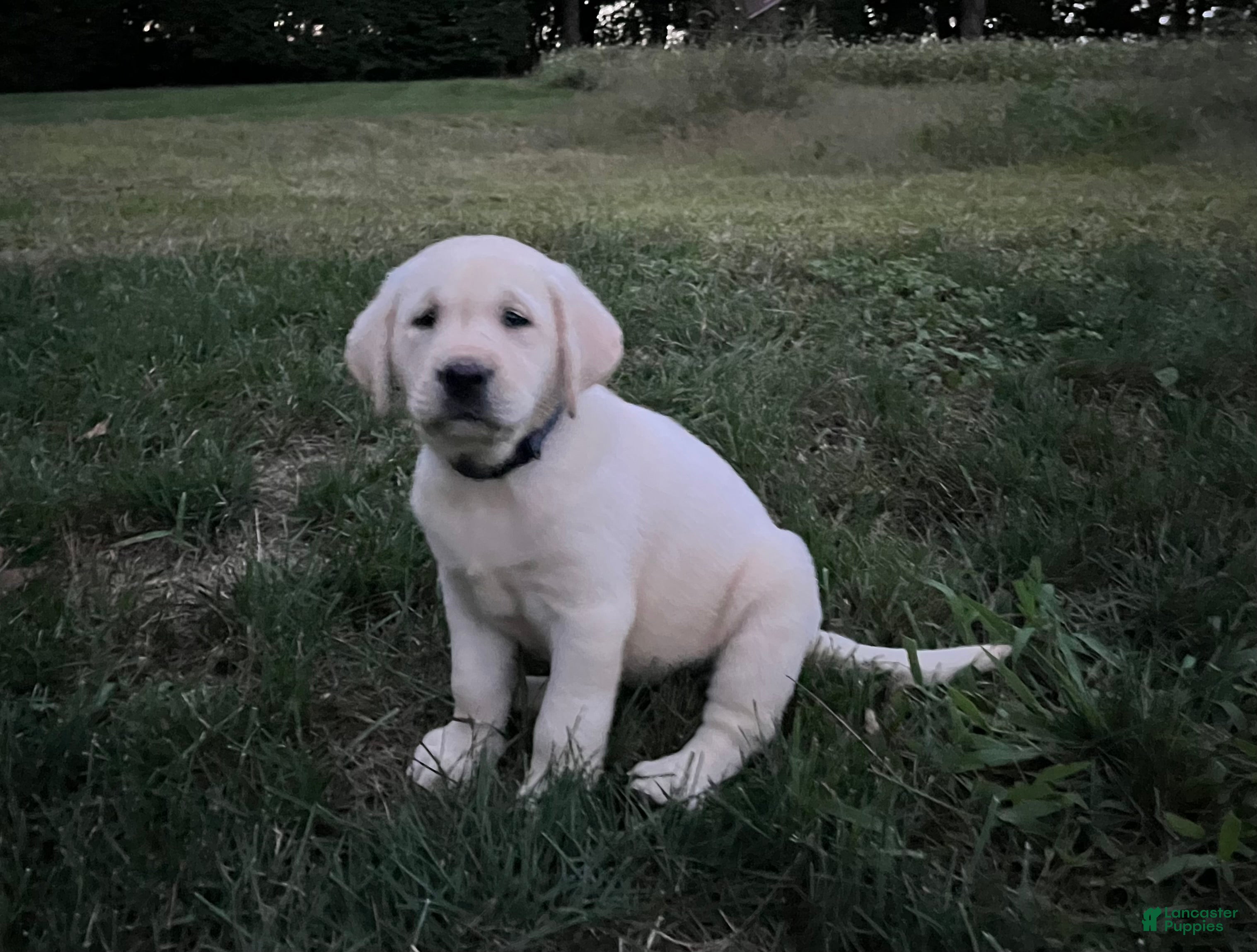 Labrador Retriever dogs Ruby - Ad 2