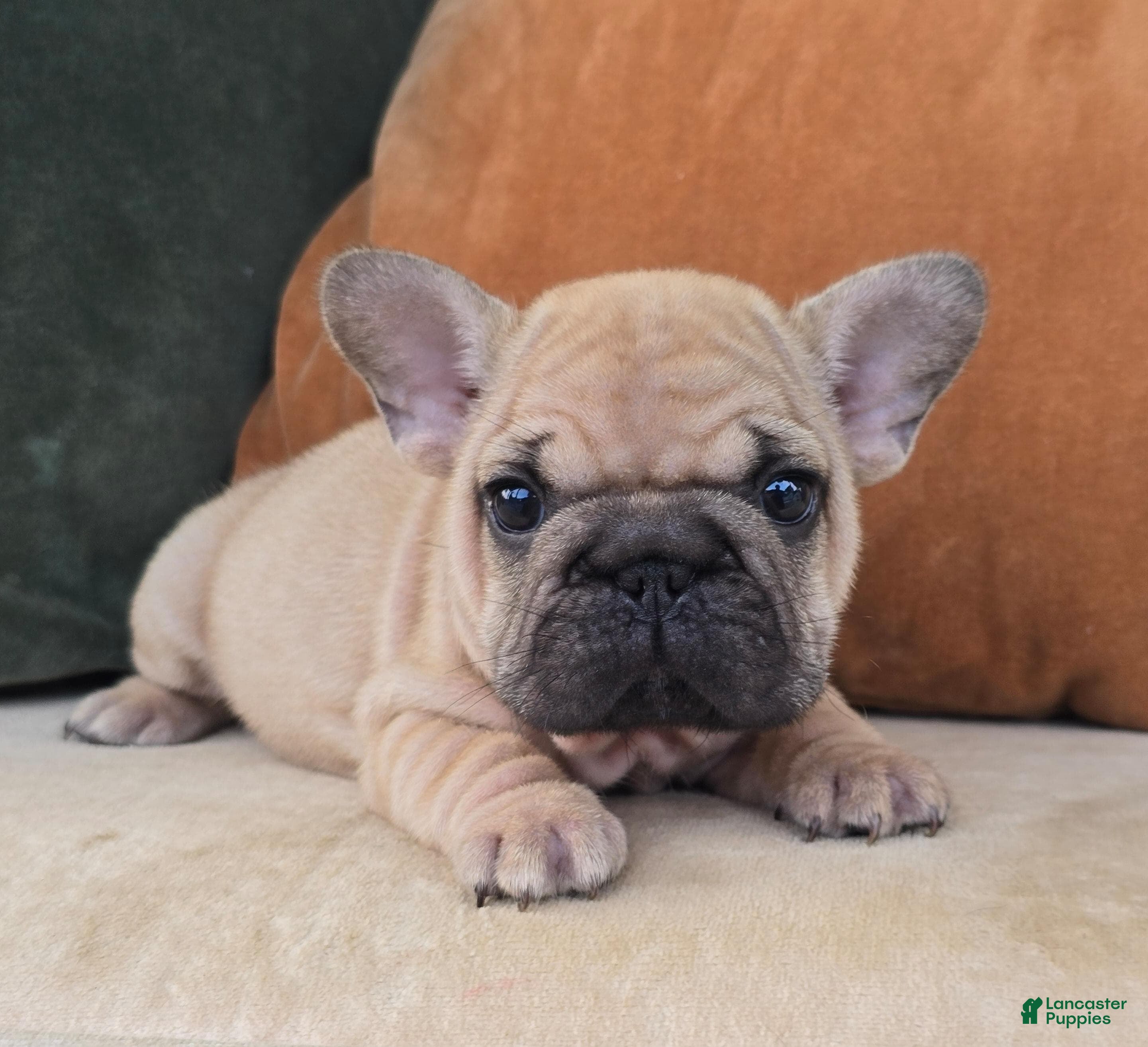 French Bulldog dogs Penelope - Ad 1