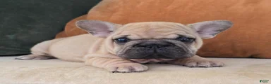 Penelope