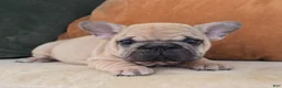 French Bulldog dogs for sale: Penelope - Ad 1