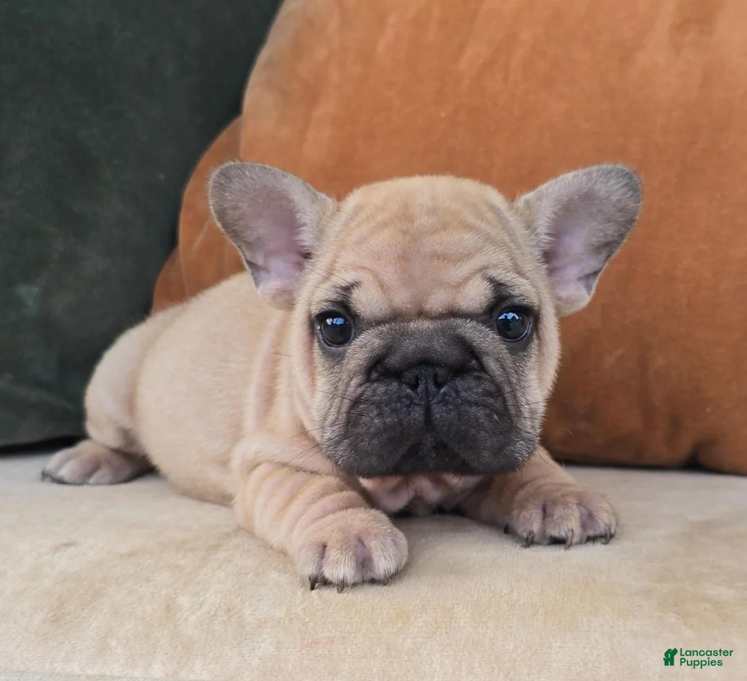 French Bulldog dogs for sale: Penelope - Ad 1