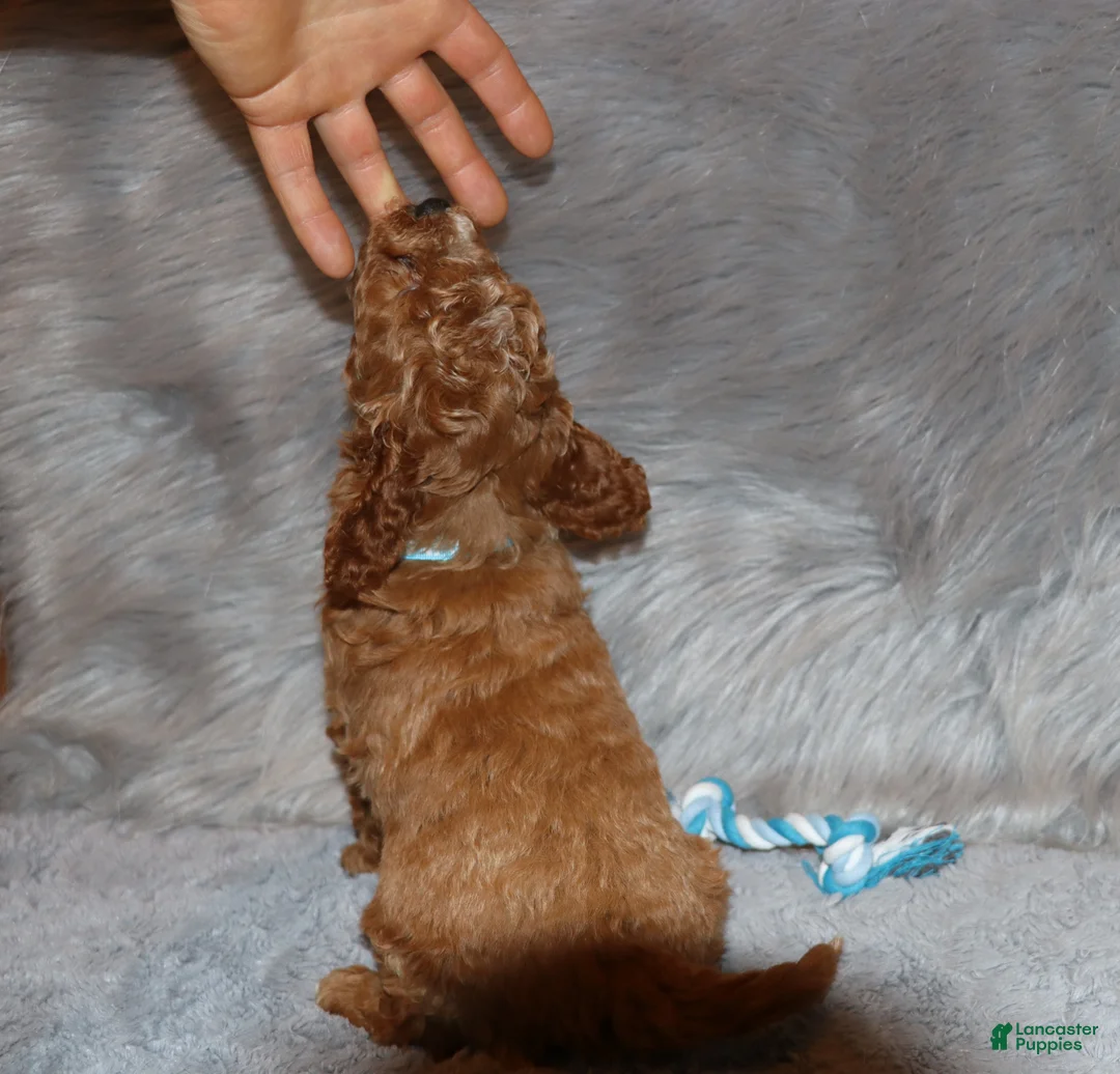 Mini Goldendoodle dogs for sale: Thomas 💙 Micro Miniature - Ad 14