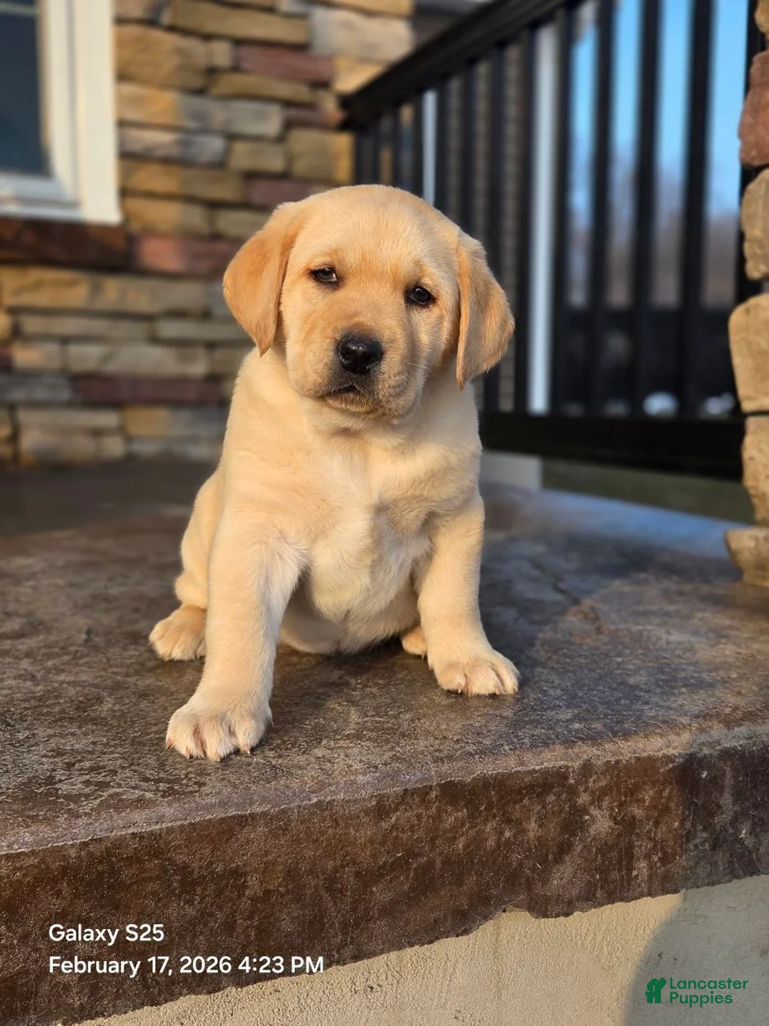 Labrador Retriever dogs for sale: Angel - Ad 5
