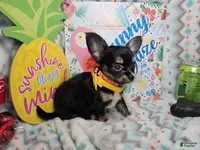 Chihuahua dogs ElRod [T-Cup] (tri LH) - Ad 29
