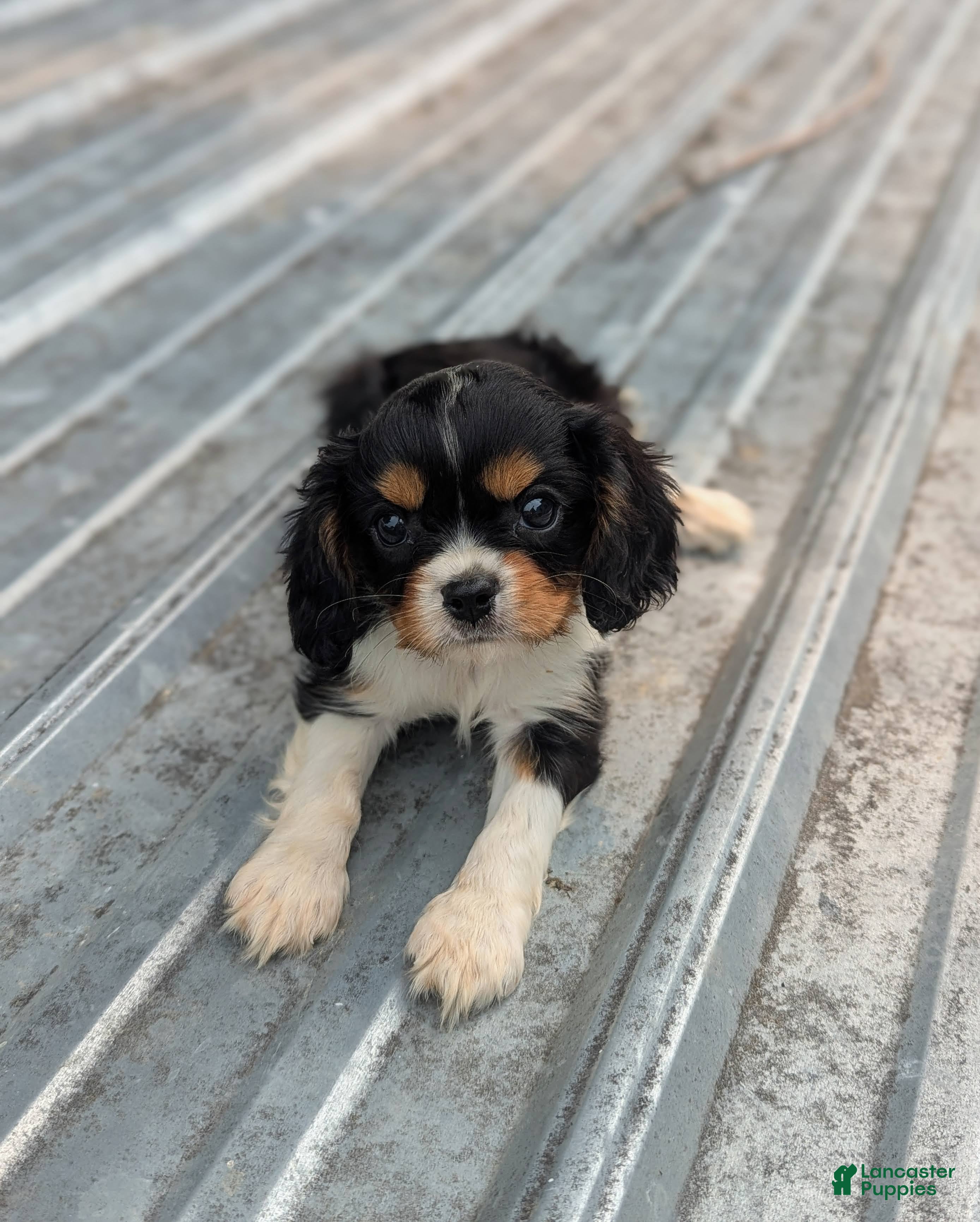 Cavalier King Charles Spaniel dogs Roger - Ad 1