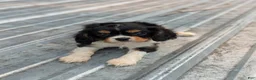 Cavalier King Charles Spaniel dogs for sale: Roger - Ad 1