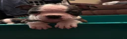 Boston Terrier dogs for sale: Boston Terrier 6 - Ad 14