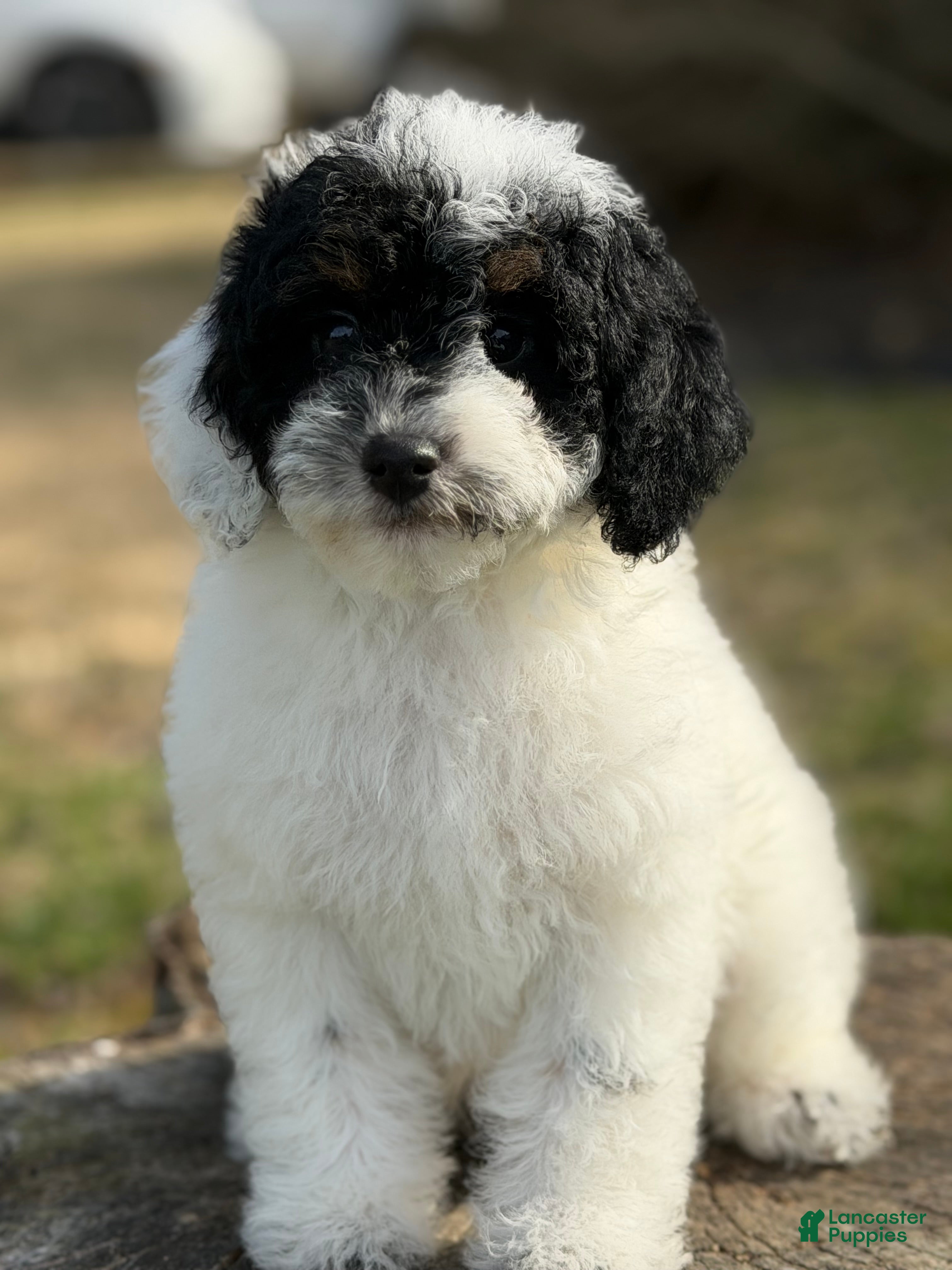 Miniature Poodle dogs Mr . Mustache  - Ad 1