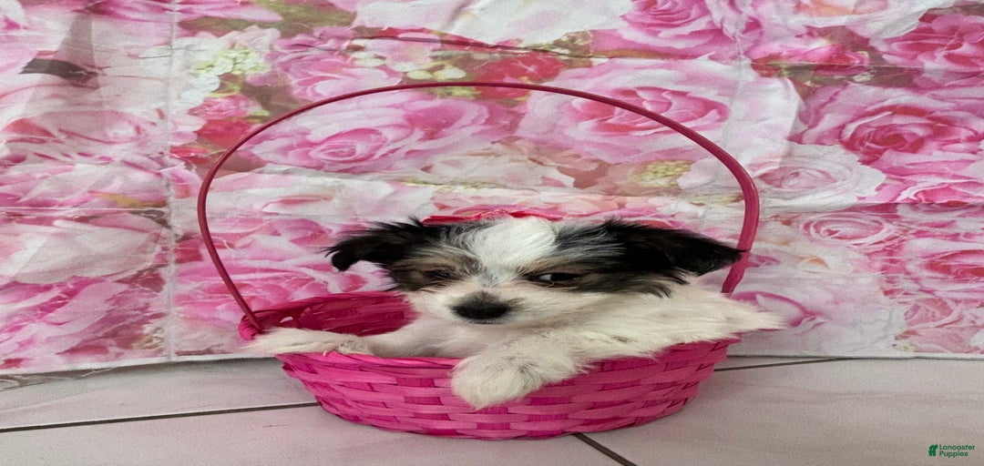 Gallery Image {{count}}