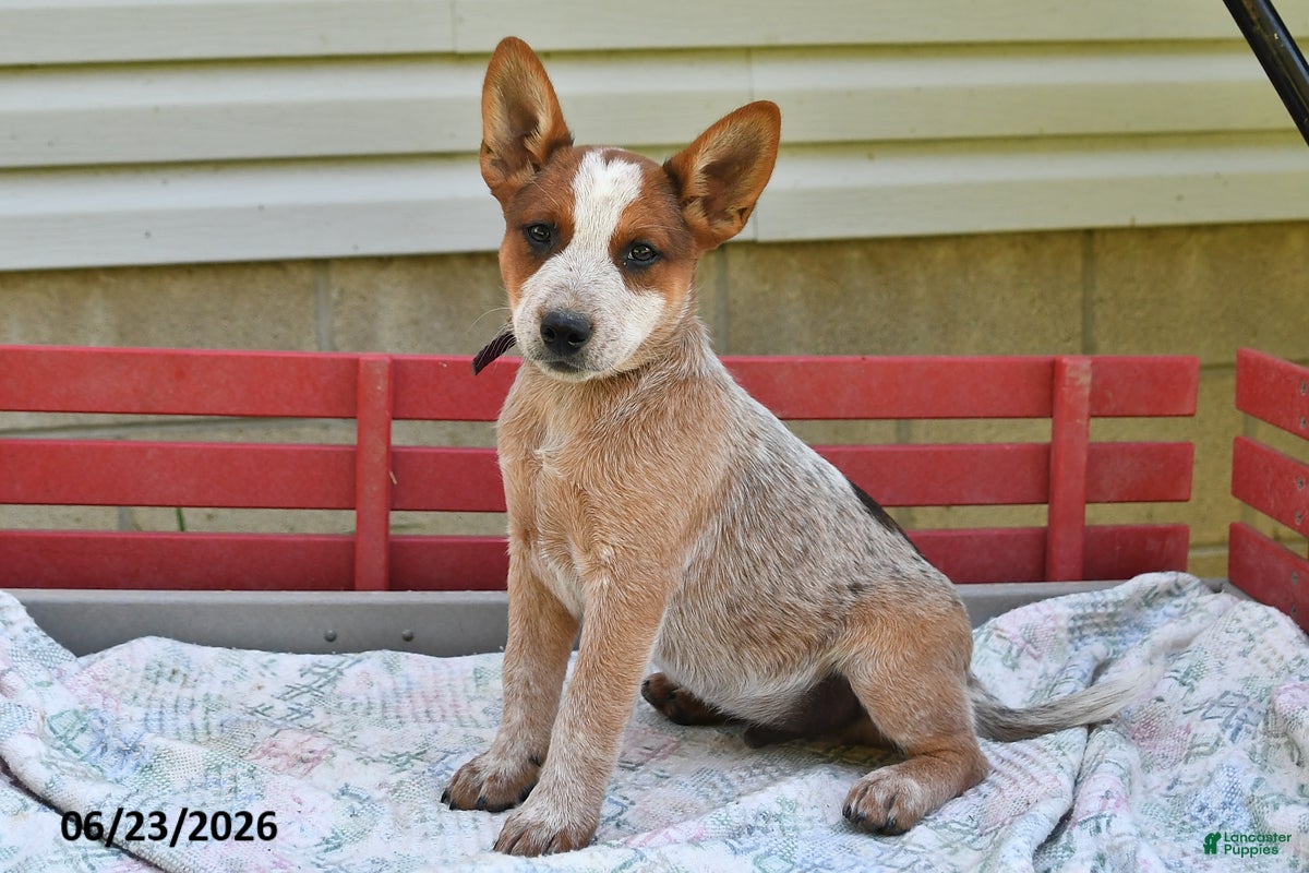 Australian Cattle Dog dogs Spot - Ad 2