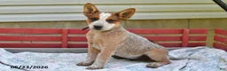 Australian Cattle Dog dogs for sale: Spot - Ad 2