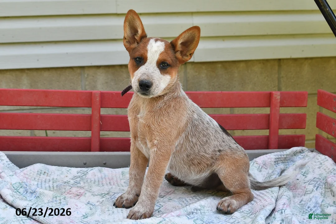 Australian Cattle Dog dogs for sale: Spot - Ad 2