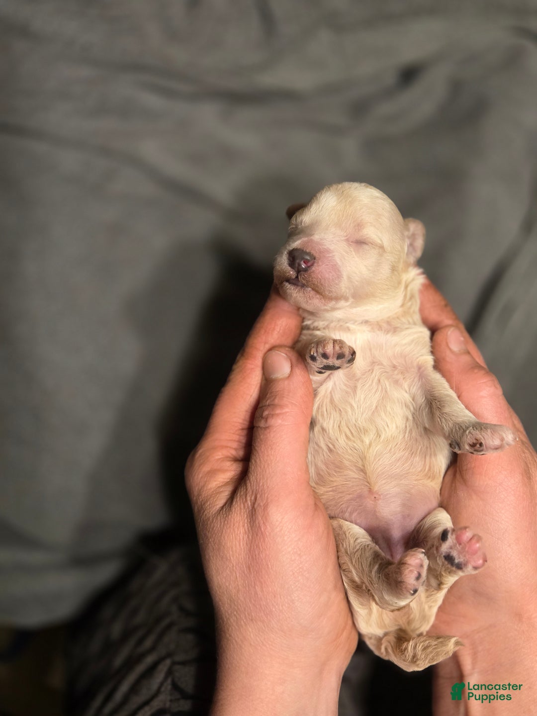 Mini Goldendoodle dogs for sale: Mini Goldendoodle Puppy 3 - Ad 3