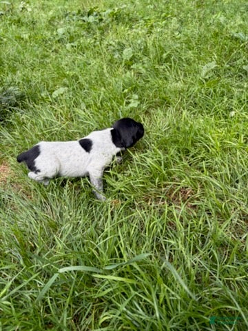 German Shorthaired Pointer dogs Boy 3 - Ad 1