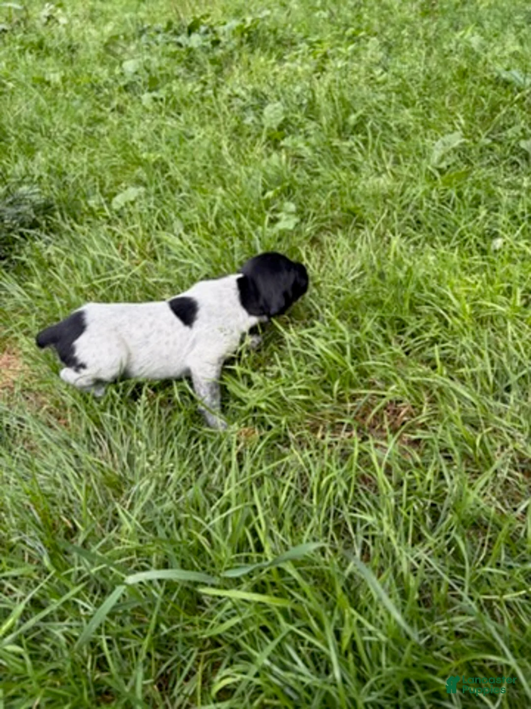 German Shorthaired Pointer dogs for sale: Boy 3 - Ad 1