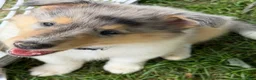 Collie dogs for sale: '250' - AKC COLLIE PUPPY  Look at my beautiful eyes!! - Ad 2