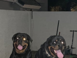 Rottweiler dogs 1st Pick Male - Ad 10