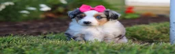 Miniature Australian Shepherd dogs for sale: Daisy - Ad 4