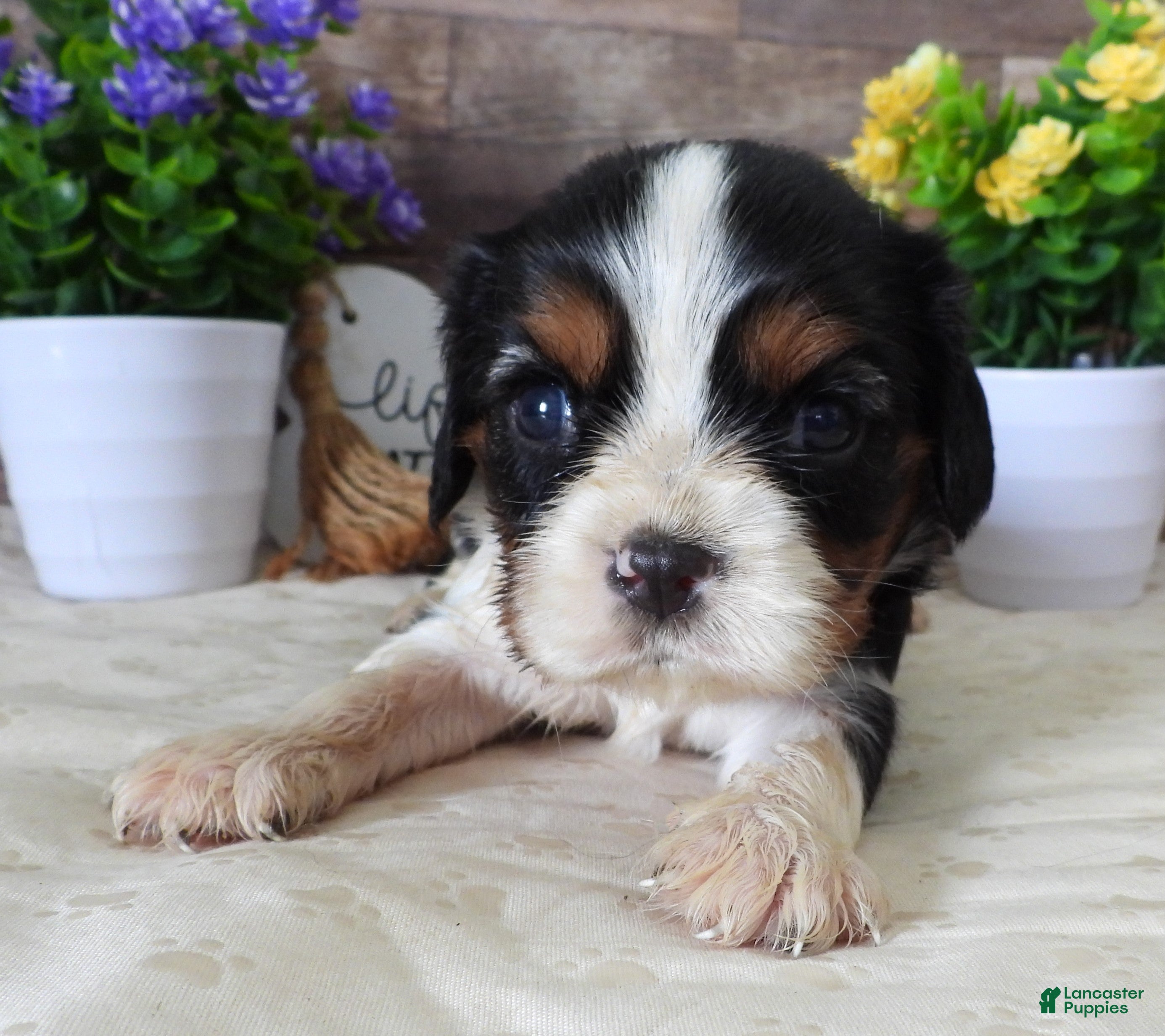 Cavalier King Charles Spaniel dogs #1 Male (Lulu's) - Ad 11
