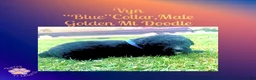 Mixed Breed dogs for sale: ⭐ Vyn — Blue Collar • Male Golden Mt Doodle - Ad 3