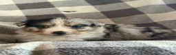 Australian Shepherd dogs for sale: Jellybean - Female 2 - Ad 2