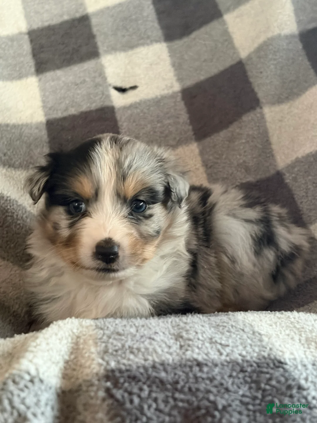 Australian Shepherd dogs for sale: Jellybean - Female 2 - Ad 2