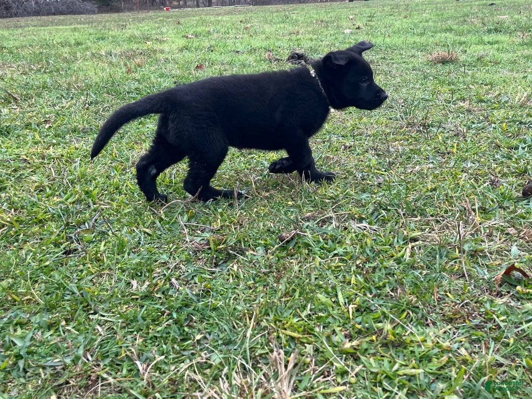 German Shepherd dogs for sale: Mitzi  - Ad 14