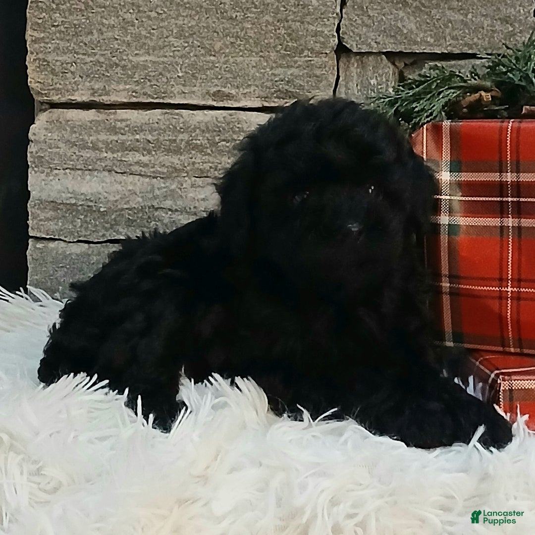 Miniature Poodle dogs for sale: Ashley  - Ad 3