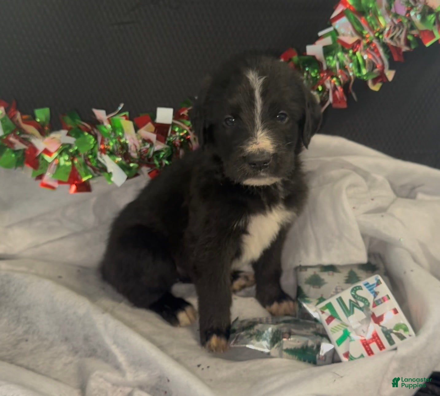 Mixed Breed dogs Rihanna - Ad 38