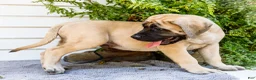English Mastiff dogs for sale: Miles - Ad 8