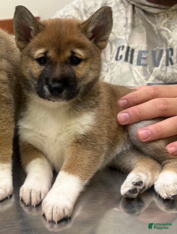 Shiba Inu dogs Shiba Inu Puppy 2 Sugar  - Ad 32