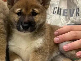 Shiba Inu dogs Shiba Inu Puppy 2 Sugar - Ad 32