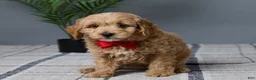 Mini Goldendoodle dogs for sale: Clayton - Ad 1