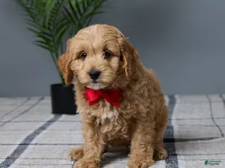 Mini Goldendoodle dogs for sale: Clayton - Ad 2