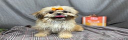 Shih Tzu dogs for sale: Shih Tzu Puppy 1 - Ad 3