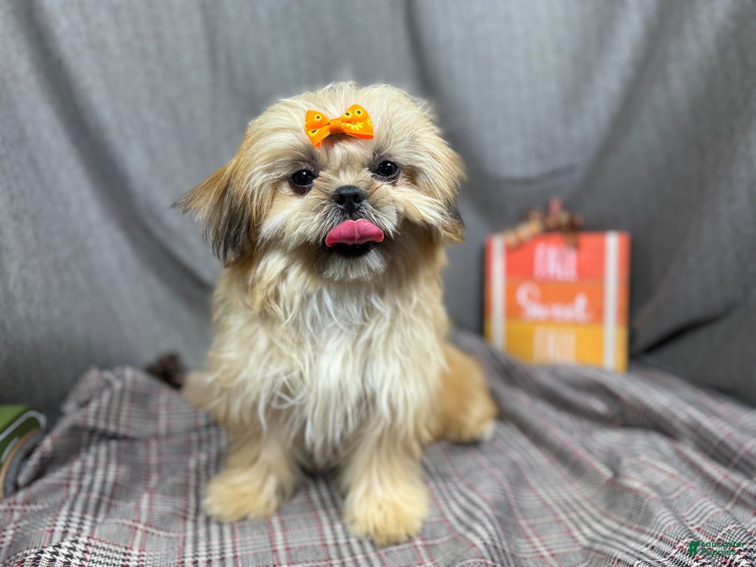 Shih Tzu dogs for sale: Shih Tzu Puppy 1 - Ad 3