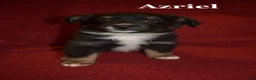 Miniature Australian Shepherd dogs for sale: Male #4 - Azriel - Ad 1