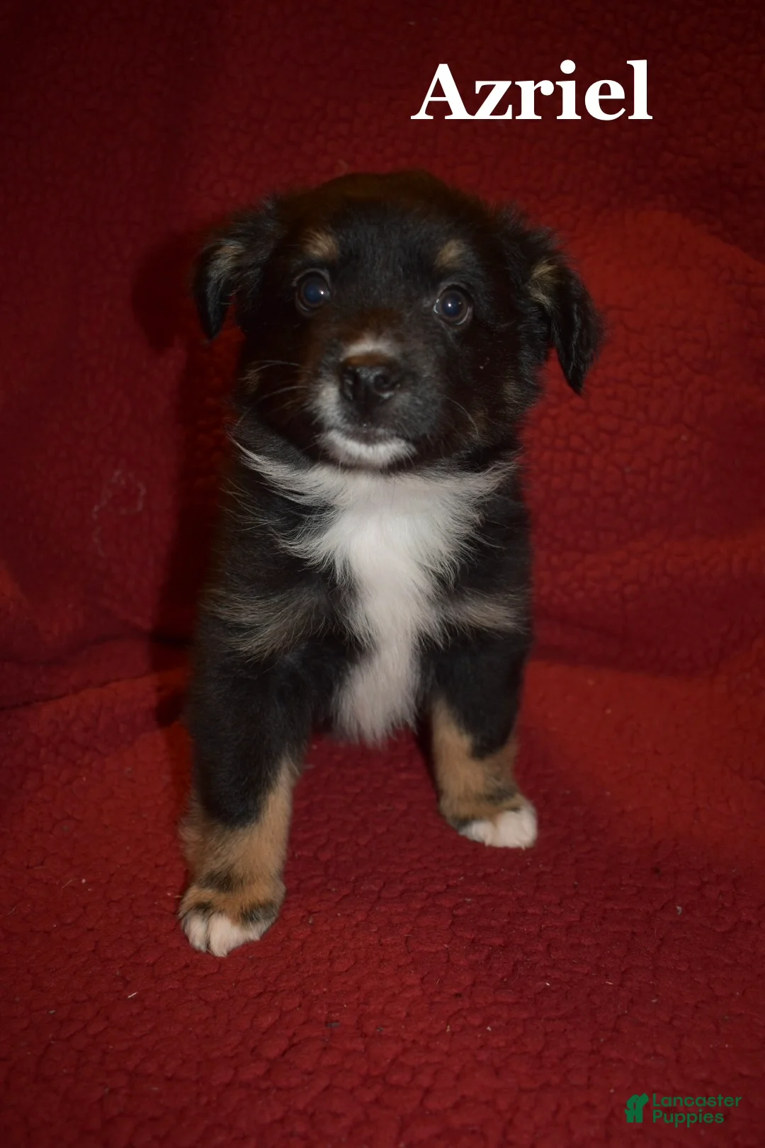 Miniature Australian Shepherd dogs for sale: Male #4 - Azriel - Ad 1
