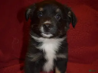 Miniature Australian Shepherd dogs Male #4 - Azriel - Ad 15
