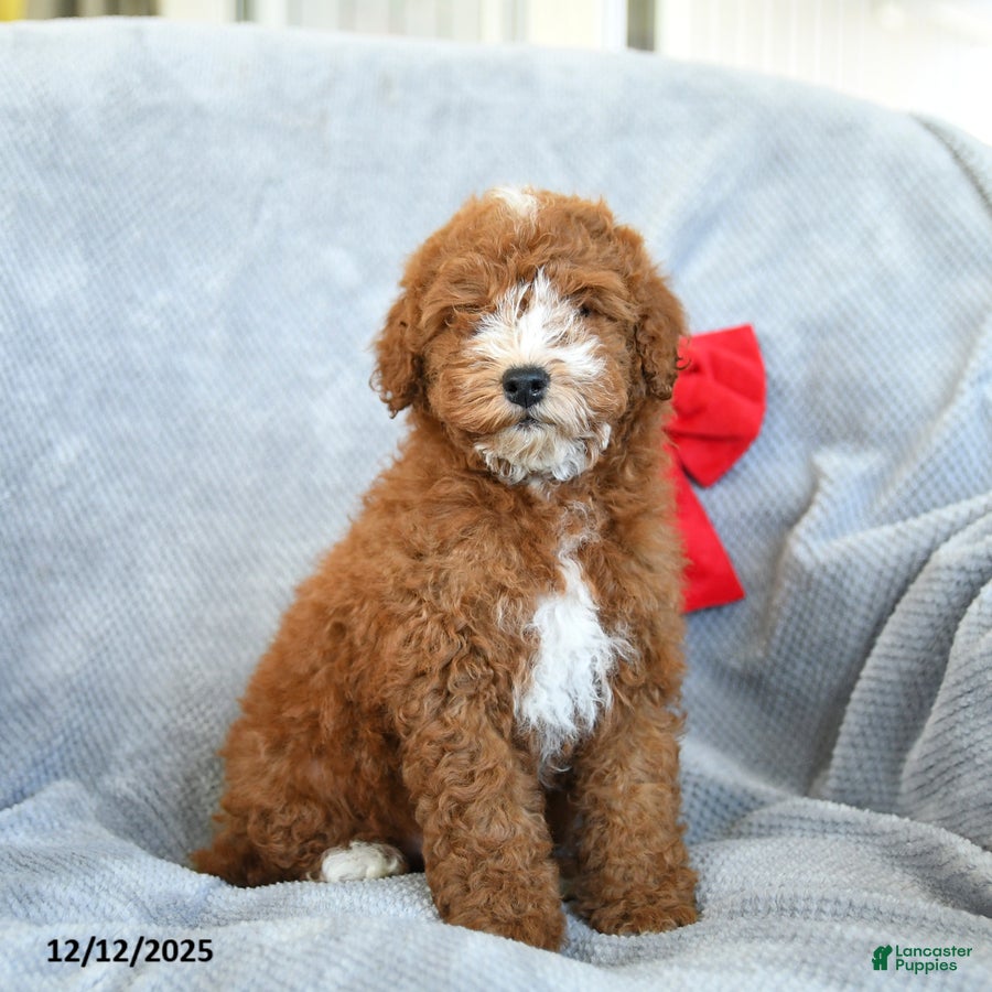 Miniature Poodle dogs Riley - Ad 39