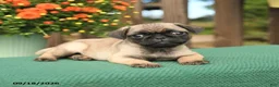 Pug dogs for sale: Mason - Ad 4