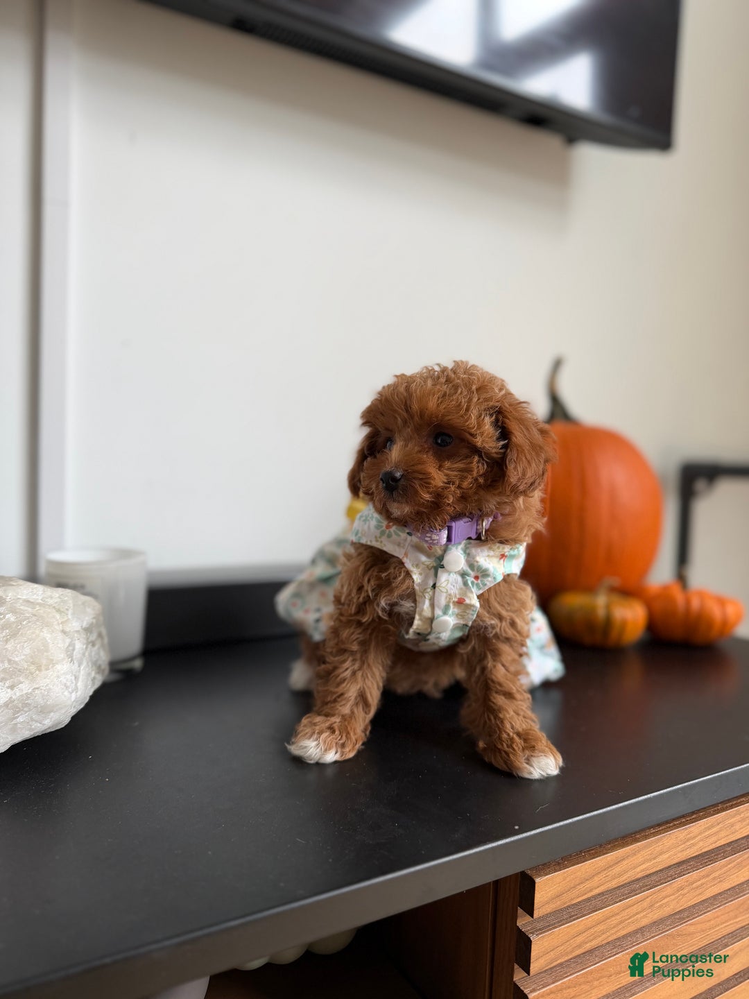 Toy Poodle dogs for sale: Teacup Kimmy - Ad 5